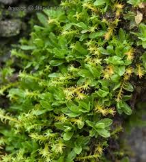 Attēlu rezultāti vaicājumam “Encalypta streptocarpa”