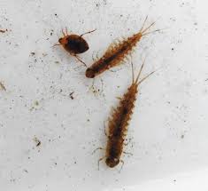 Attēlu rezultāti vaicājumam “Ephemeroptera larvae”