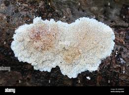 Attēlu rezultāti vaicājumam “Phlebia rufa”