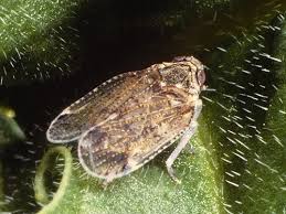 Attēlu rezultāti vaicājumam “Cixius sp.”