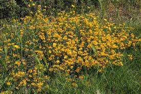 Attēlu rezultāti vaicājumam “Anthyllis maritima bud”