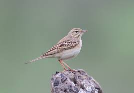 Image result for Anthus campestris