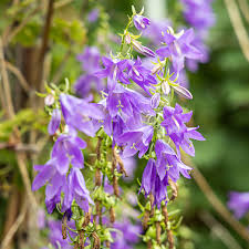 Image result for Campanula trachelium