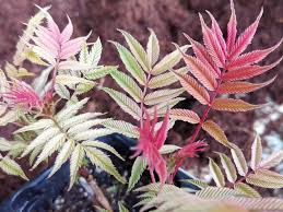 Attēlu rezultāti vaicājumam “Sorbaria sorbifolia fruit”