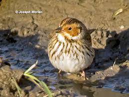 Image result for Emberiza pusilla