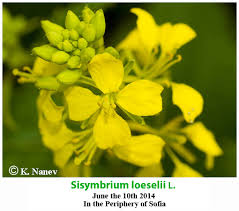 Attēlu rezultāti vaicājumam “Sisymbrium loeselii flower”