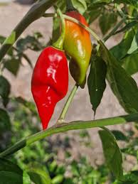 Afbeeldingsresultaat voor chili maya hot pepper hot pepper