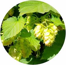 Attēlu rezultāti vaicājumam “Humulus lupulus”