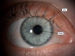 Image result for Iris