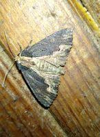 Attēlu rezultāti vaicājumam “Dypterygia scabriuscula”