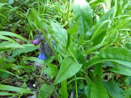 Attēlu rezultāti vaicājumam “Pulmonaria obscura bud”