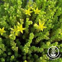 Attēlu rezultāti vaicājumam “Sedum acre leaf”