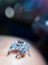 Image result for spider