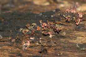 Attēlu rezultāti vaicājumam “Arcyria imperialis macro”