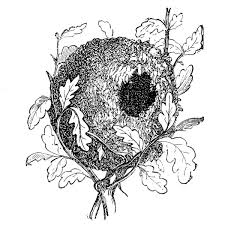 Attēlu rezultāti vaicājumam “Troglodytes troglodytes nest”