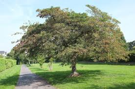 Attēlu rezultāti vaicājumam “Crataegus persimilis”