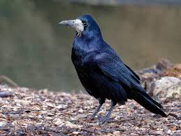 Attēlu rezultāti vaicājumam “Corvus frugilegus adult”