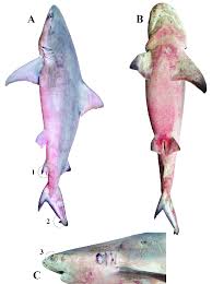 Image result for Carcharhinus leucas