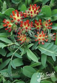 Image result for Anthyllis vulneraria rubra