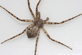 Image result for crab spider