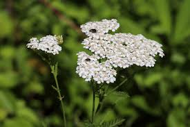 Attēlu rezultāti vaicājumam “Achillea millefolium bud”