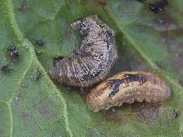 Attēlu rezultāti vaicājumam “Syrphus larva”