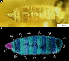 Attēlu rezultāti vaicājumam “Therevidae larva”