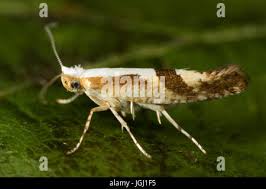Attēlu rezultāti vaicājumam “Argyresthia pruniella”