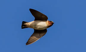 Image result for Petrochelidon pyrrhonota