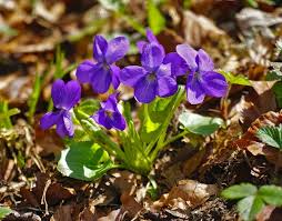 Image result for Veilchen