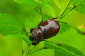 Attēlu rezultāti vaicājumam “Oryctes nasicornis”
