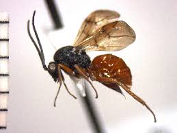 Attēlu rezultāti vaicājumam “Diplolepis bicolor”