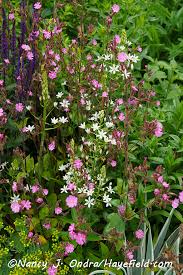 Attēlu rezultāti vaicājumam “Silene dioica flower”