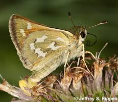 Attēlu rezultāti vaicājumam “Hesperia comma male”
