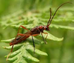 Attēlu rezultāti vaicājumam “Necydalis major”
