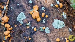 Attēlu rezultāti vaicājumam “Hypocrea rufa”