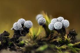 Attēlu rezultāti vaicājumam “Physarum bryocorticola macro”