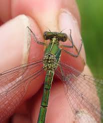 Attēlu rezultāti vaicājumam “Lestes dryas female”