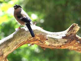 Attēlu rezultāti vaicājumam “Pyrrhula pyrrhula female”