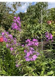 Attēlu rezultāti vaicājumam “Phlox paniculata”