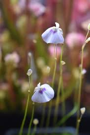 Attēlu rezultāti vaicājumam “Utricularia x neglecta flower”