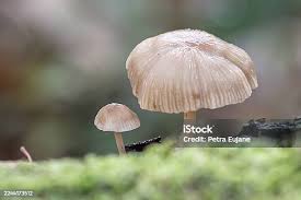 Attēlu rezultāti vaicājumam “Mycena abramsii”