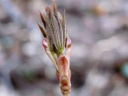 Attēlu rezultāti vaicājumam “Aesculus flava bud”