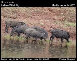 Attēlu rezultāti vaicājumam “Sus scrofa”