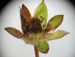 Attēlu rezultāti vaicājumam “Potentilla reptans bud”