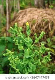 Attēlu rezultāti vaicājumam “Lactuca sativa flower”