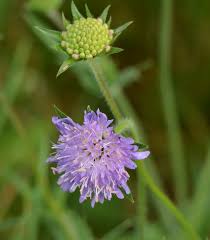 Attēlu rezultāti vaicājumam “Knautia arvensis bud”