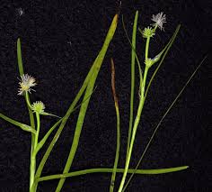 Attēlu rezultāti vaicājumam “Sparganium minimum fruit”