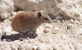 Attēlu rezultāti vaicājumam “Muridae”