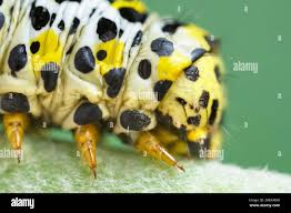 Attēlu rezultāti vaicājumam “Cucullia verbasci larva”